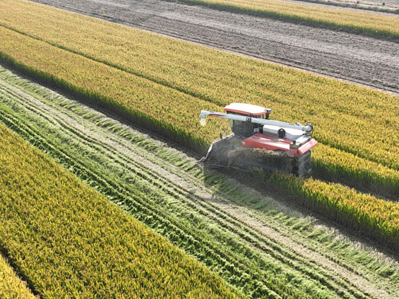 菱形花紋帶1 菱形花紋帶1